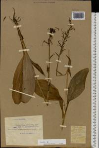 Platanthera bifolia (L.) Rich., Eastern Europe, South Ukrainian region (E12) (Ukraine)