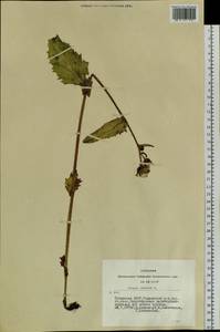 Crepis sibirica L., Siberia, Altai & Sayany Mountains (S2) (Russia)