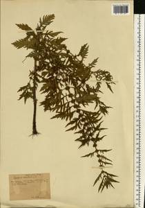 Lycopus exaltatus L.fil., Eastern Europe, Central forest-and-steppe region (E6) (Russia)