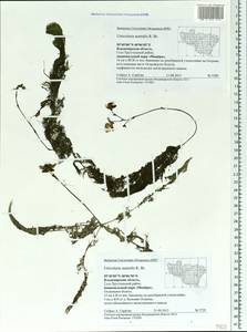 Utricularia ×australis R. Br., Eastern Europe, Central region (E4) (Russia)