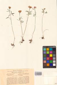 Cardamine trifida (Lam. ex Poir.) B.M.G.Jones, Eastern Europe, Central region (E4) (Russia)