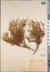 Calluna vulgaris (L.) Hull, Eastern Europe, Central forest region (E5) (Russia)