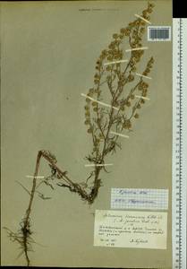 Artemisia jacutica Drobow, Siberia, Yakutia (S5) (Russia)