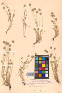 Eremopyrum triticeum (Gaertn.) Nevski, Eastern Europe, Eastern region (E10) (Russia)