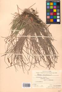 Carex montana L., Eastern Europe, Moscow region (E4a) (Russia)