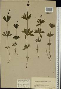 Galium odoratum (L.) Scop., Eastern Europe, Middle Volga region (E8) (Russia)
