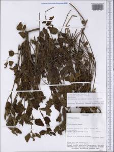 Malvastrum coromandelianum (L.) Garcke, America (AMER) (Paraguay)