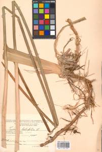 Typha latifolia L., Eastern Europe, Moscow region (E4a) (Russia)