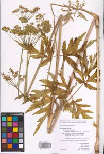 Heracleum sphondylium L., Eastern Europe, Central region (E4) (Russia)