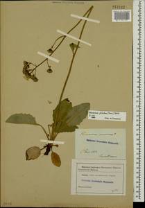 Hieracium fuscocinereum subsp. philanthrax (Dahlst. ex Stenstr.) Greuter, Eastern Europe, North-Western region (E2) (Russia)