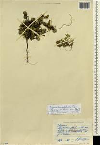 Thymus brevipetiolatus Cáp, Siberia, Yakutia (S5) (Russia)