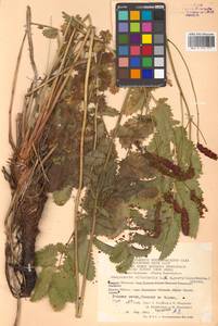 Poterium tenuifolium (Fisch. ex Link) Franch. & Sav., Siberia, Chukotka & Kamchatka (S7) (Russia)