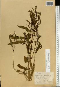 Rumex ucranicus Fisch., Eastern Europe, South Ukrainian region (E12) (Ukraine)