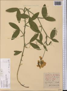 Lathyrus latifolius L., America (AMER) (United States)