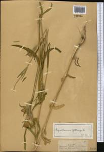 Agrostemma githago L., Middle Asia, Dzungarian Alatau & Tarbagatai (M5) (Kazakhstan)