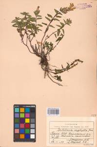 MHA 0 155 489, Scutellaria supina L., Eastern Europe, Eastern region (E10) (Russia)
