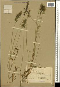Poa bulbosa L., Caucasus, Armenia (K5) (Armenia)
