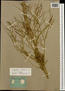 Sisymbrium altissimum L., Caucasus, Georgia (K4) (Georgia)