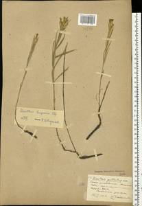 Dianthus eugeniae Kleopow, Eastern Europe, South Ukrainian region (E12) (Ukraine)