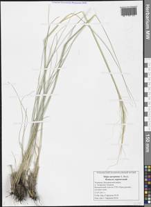 Stipa sareptana A.K.Becker, Eastern Europe, Middle Volga region (E8) (Russia)