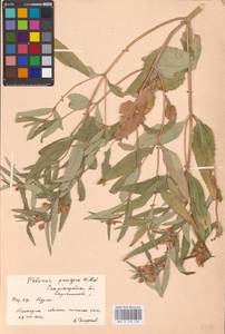 MHA 0 154 158, Phlomis herba-venti subsp. pungens (Willd.) Maire ex DeFilipps, Eastern Europe, Lower Volga region (E9) (Russia)