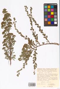 Spiraea crenata L., Eastern Europe, Lower Volga region (E9) (Russia)