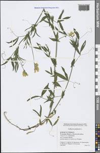 Lathyrus pratensis L., Eastern Europe, Central region (E4) (Russia)