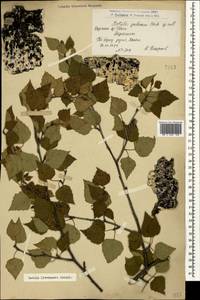 Betula pubescens var. litwinowii (Doluch.) Ashburner & McAll., Caucasus, Armenia (K5) (Armenia)