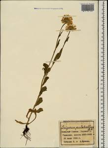 Erigeron caucasicus subsp. venustus (Botsch.) Grierson, Caucasus, Stavropol Krai, Karachay-Cherkessia & Kabardino-Balkaria (K1b) (Russia)