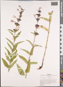 Nepeta sibirica L., Siberia, Altai & Sayany Mountains (S2) (Russia)