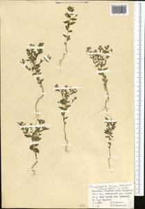 Aethionema carneum (Banks & Sol.) B. Fedtsch., Middle Asia, Pamir & Pamiro-Alai (M2) (Kyrgyzstan)