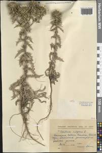 Carlina vulgaris L., Western Europe (EUR) (Bulgaria)