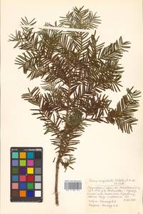 Taxus cuspidata Siebold & Zucc., Siberia, Russian Far East (S6) (Russia)