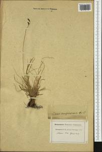 Carex sempervirens Vill., Western Europe (EUR) (Switzerland)