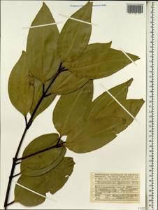 Cinnamomum verum J. S. Presl, Africa (AFR) (Seychelles)