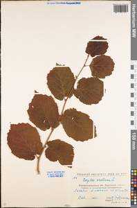 Corylus avellana L., Eastern Europe, North Ukrainian region (E11) (Ukraine)