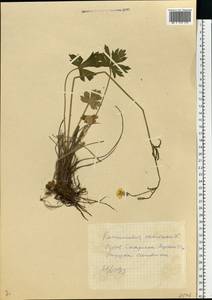 Ranunculus polyanthemos subsp. nemorosus (DC.) Schübl. & G. Martens, Eastern Europe, Estonia (E2c) (Estonia)