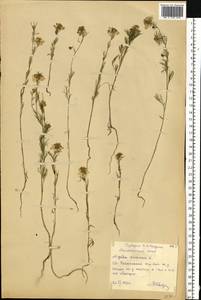 Nigella arvensis L., Eastern Europe, South Ukrainian region (E12) (Ukraine)