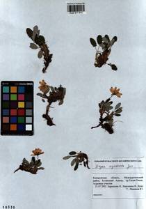 Dryas octopetala subsp. oxyodonta (Juz.) Hultén, Siberia, Altai & Sayany Mountains (S2) (Russia)