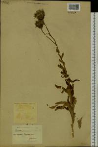 Cirsium serratuloides (L.) Hill, Siberia, Yakutia (S5) (Russia)
