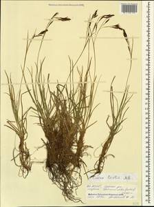 Carex tristis M.Bieb., Caucasus, North Ossetia, Ingushetia & Chechnya (K1c) (Russia)