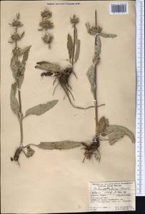 Phlomoides alaica (Knorring) Adylov, Kamelin & Makhm., Middle Asia, Pamir & Pamiro-Alai (M2) (Kyrgyzstan)