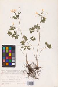 Isopyrum thalictroides L., Eastern Europe, Belarus (E3a) (Belarus)