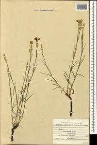 Dianthus pallens M. Bieb., Crimea (KRYM) (Russia)