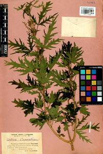 Urtica cannabina L., Siberia, Baikal & Transbaikal region (S4) (Russia)