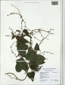 Dioscorea communis (L.) Caddick & Wilkin, Western Europe (EUR) (Italy)