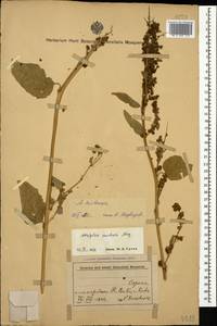 Atriplex hortensis L., Caucasus, Azerbaijan (K6) (Azerbaijan)