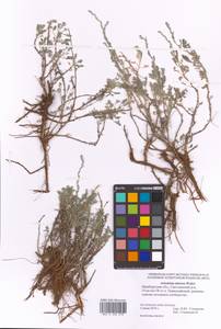 Artemisia nitrosa Weber ex Stechm., Eastern Europe, Eastern region (E10) (Russia)