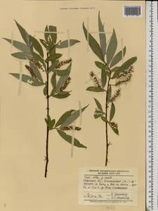 Salix silesiaca Willd., Eastern Europe, Middle Volga region (E8) (Russia)