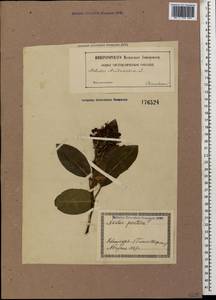 Arbutus andrachne L., Caucasus, Georgia (K4) (Georgia)